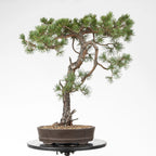 Bonsai yamadori de pinus sylvestris de estilo bunjin y tamaño dai