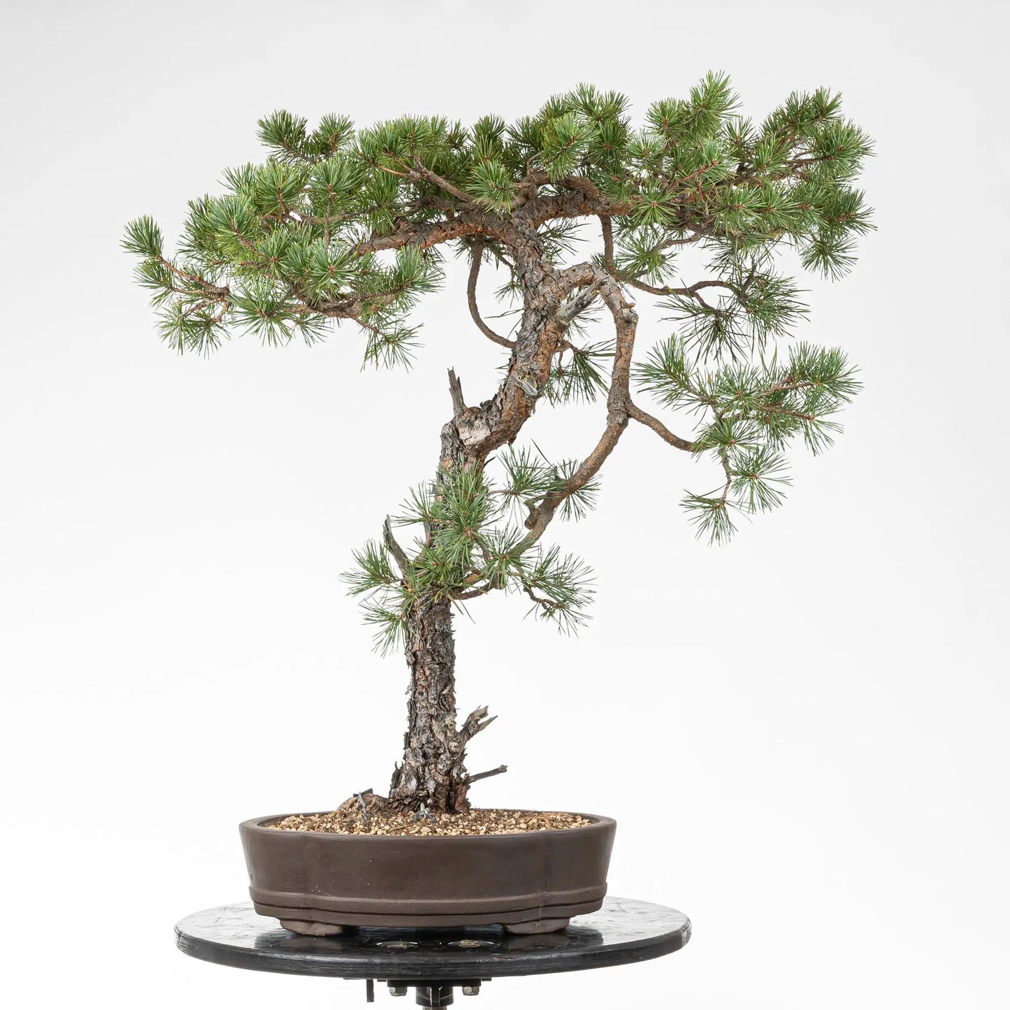 Bonsai yamadori de pinus sylvestris de estilo bunjin y tamaño dai