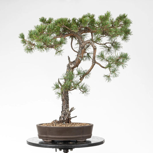 Bonsai yamadori de pinus sylvestris de estilo bunjin y tamaño dai