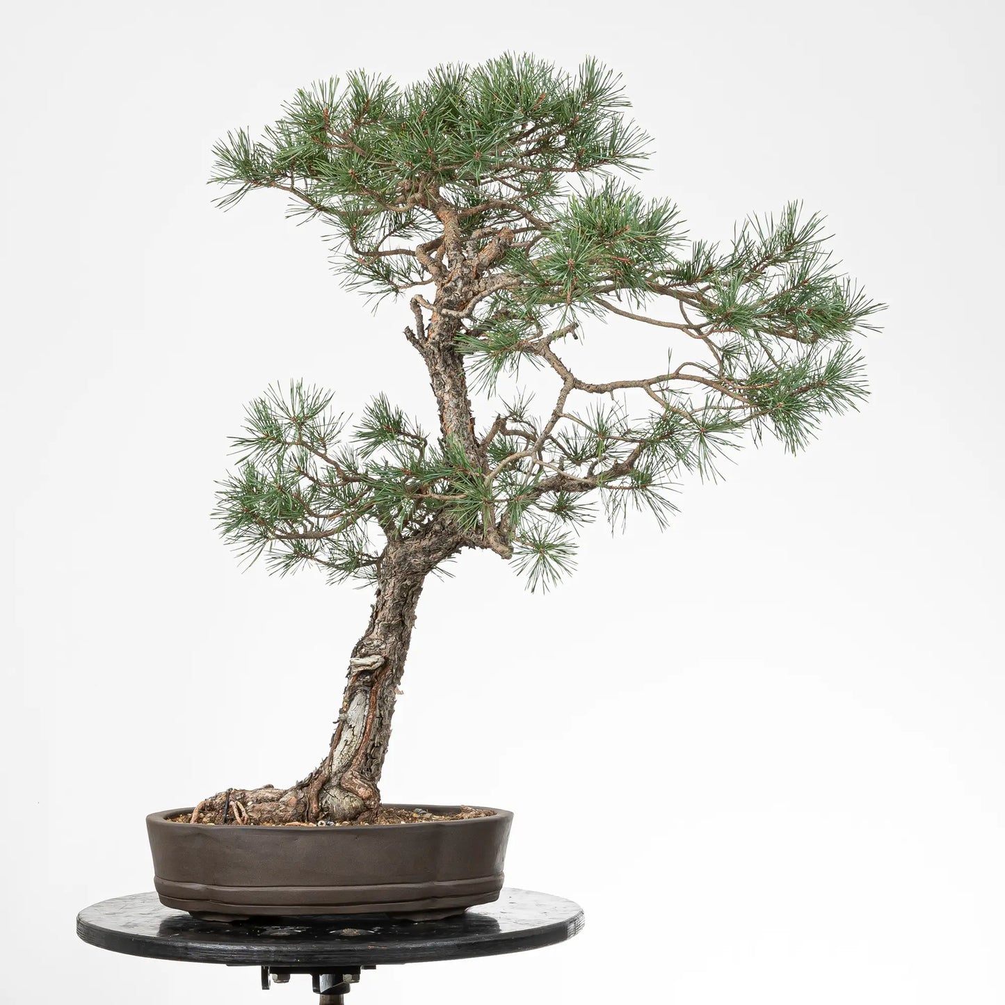 Bonsai yamadori de pinus sylvestris en estilo bunjin y tamaño dai