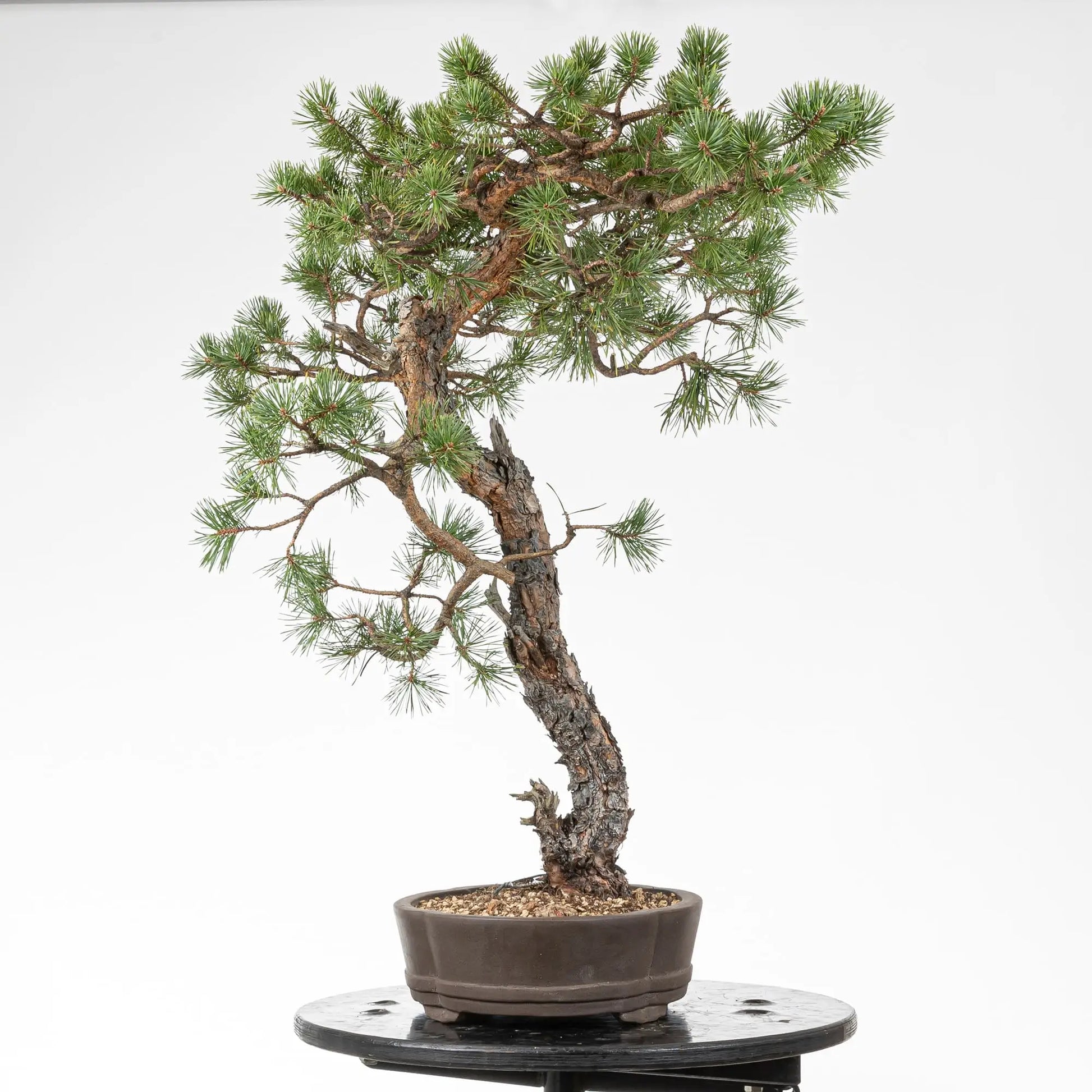 Cara derecha de bonsai de pino silvestre