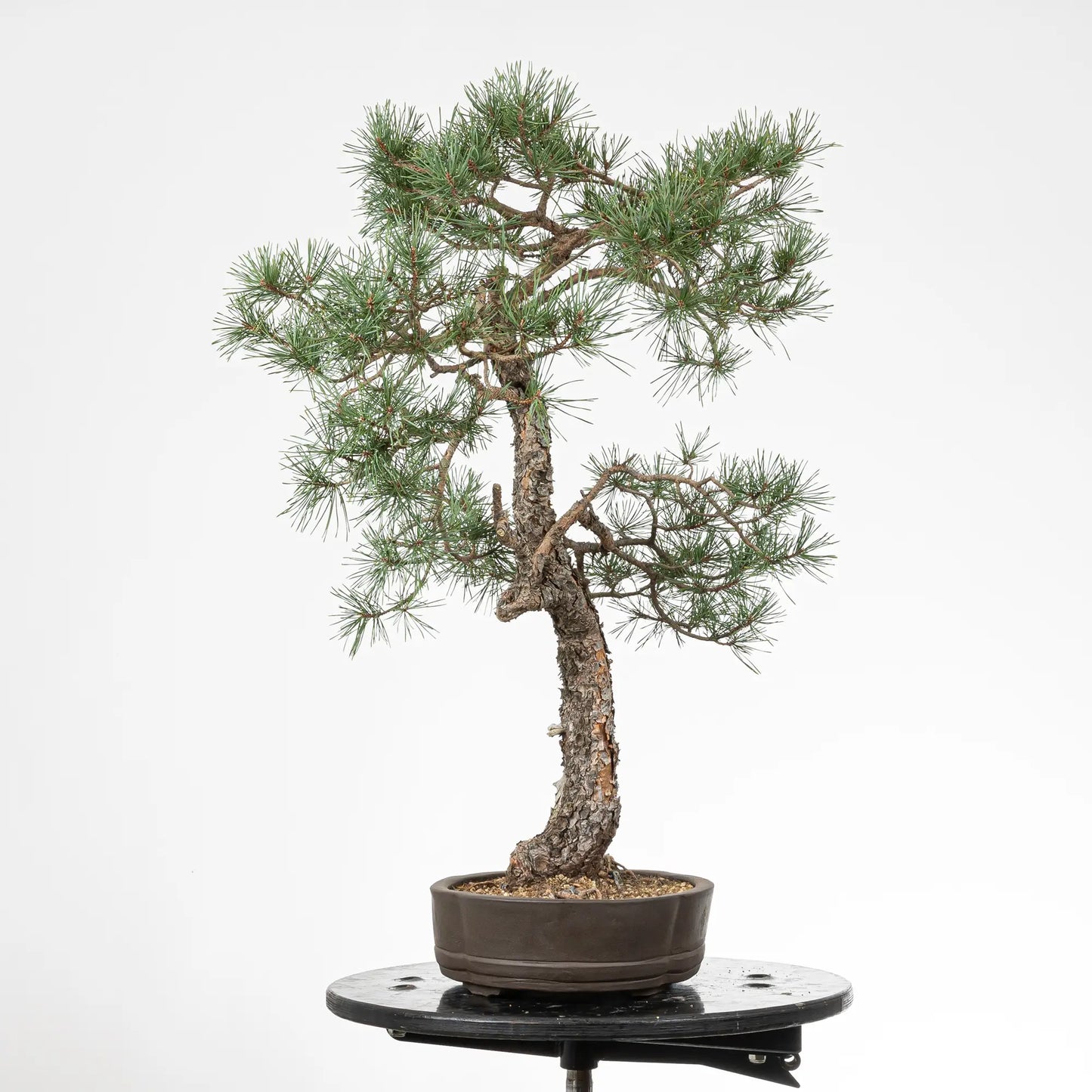 Cara derecha de bonsai yamadori de pinus sylvestris