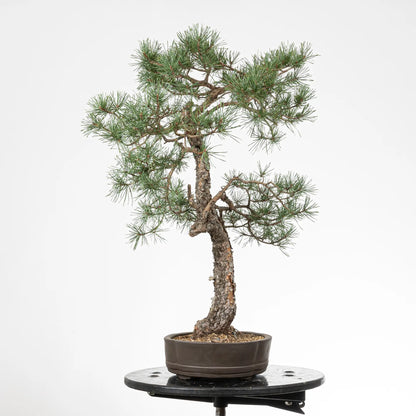 Cara derecha de bonsai yamadori de pinus sylvestris