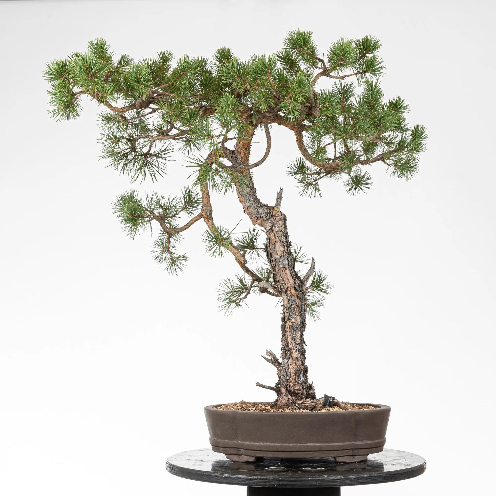 Cara trasera de bonsai de pino silvestre
