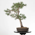 Cara trasera de bonsai yamadori de pinus sylvestris