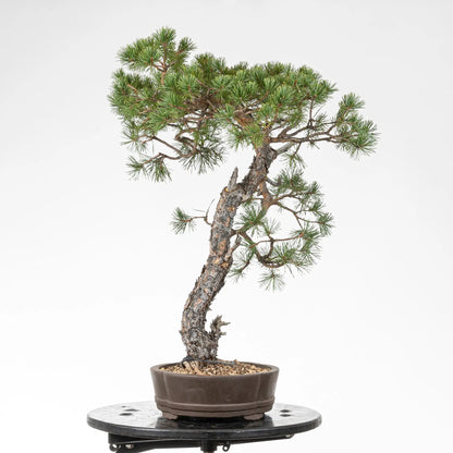 Cara izquierda de bonsai de pino silvestre
