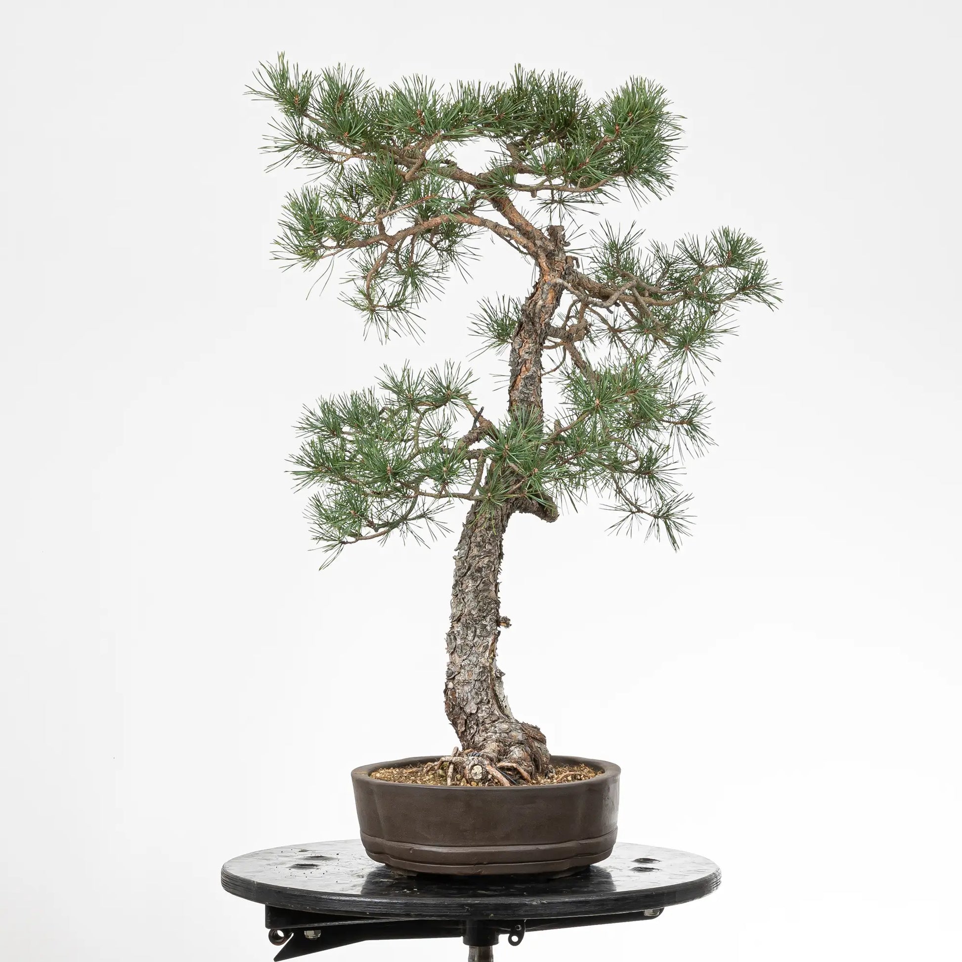 Cara izquierda de bonsai yamadori de pinus sylvestris