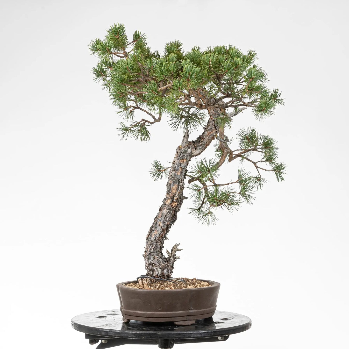 Posible frente de bonsai de pino silvestre esteilo bunjin
