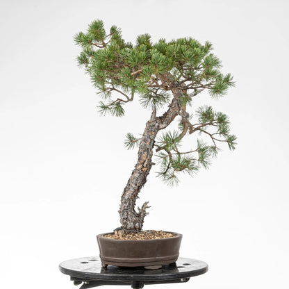 Posible frente de bonsai de pino silvestre esteilo bunjin