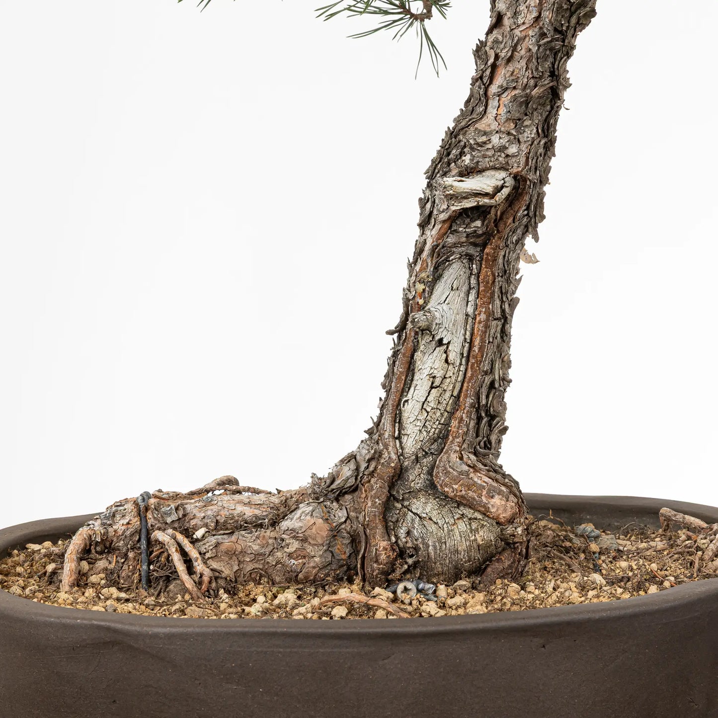Detalle de nebari y shari de bonsai yamadori de pinus sylvestris