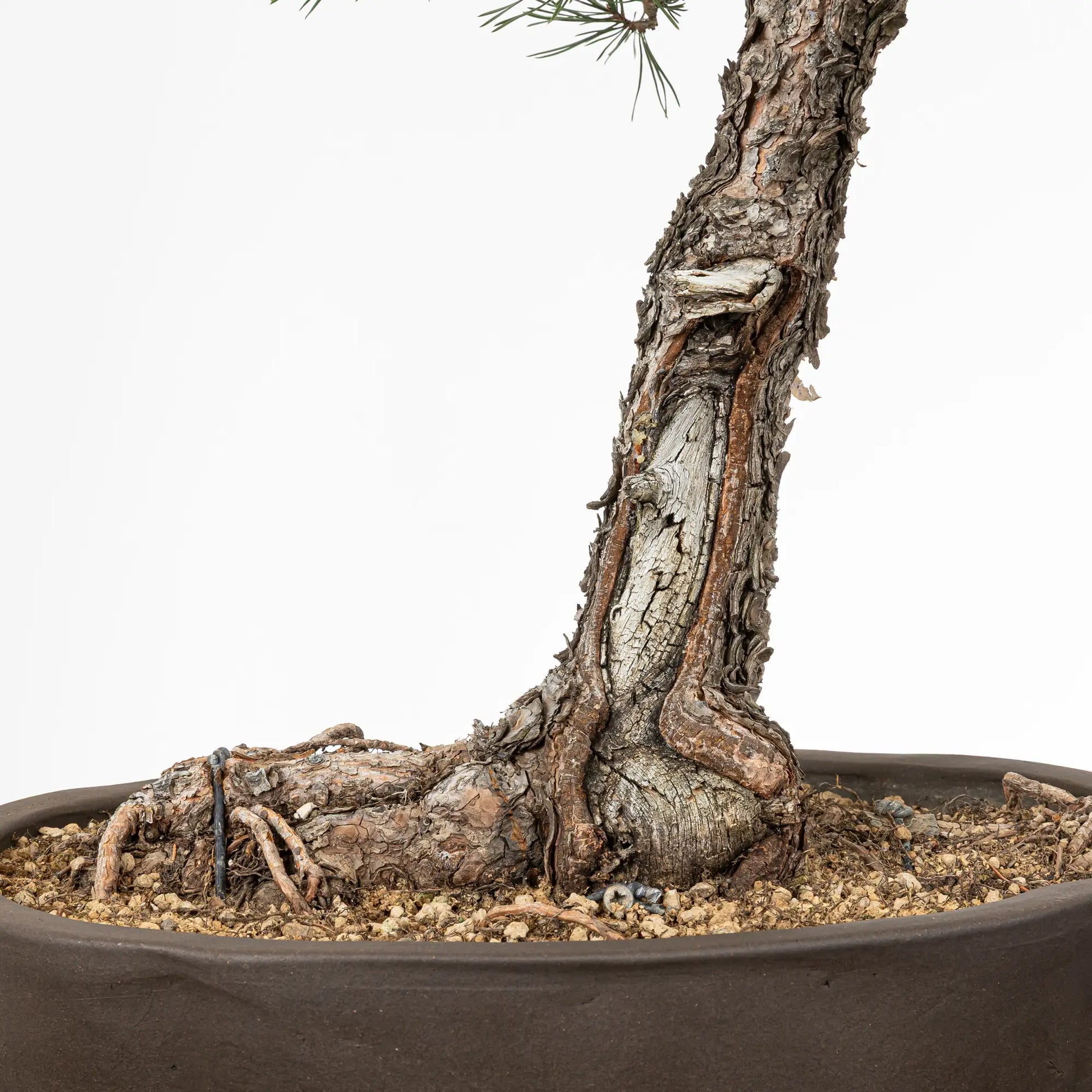 Detalle de nebari y shari de bonsai yamadori de pinus sylvestris