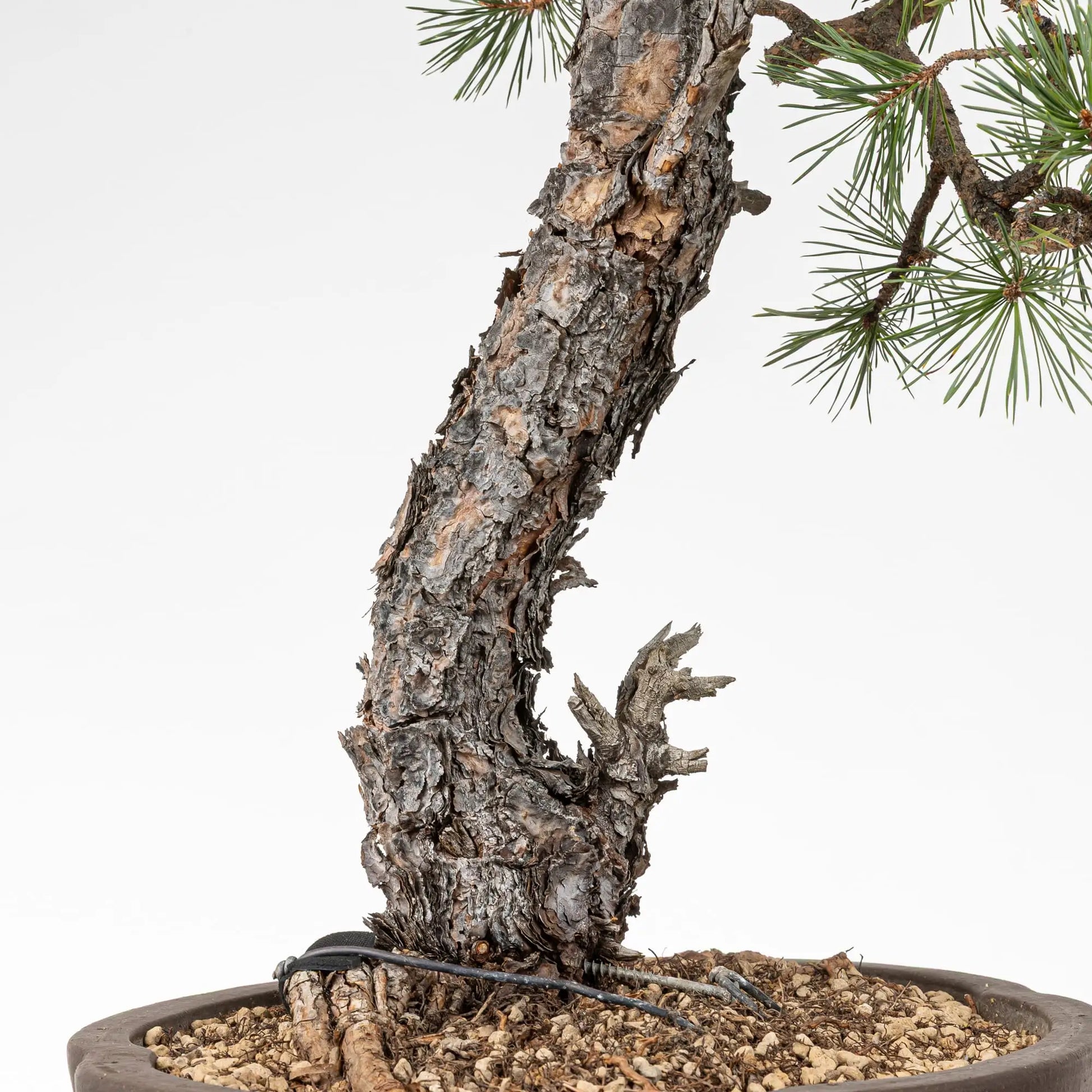 Base y tronco de pino silvestre bonsai