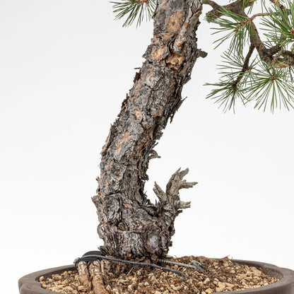 Base y tronco de pino silvestre bonsai