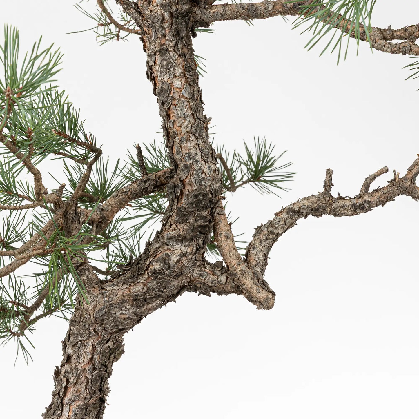 Detalle de ramas y corteza de pinus sylvestris