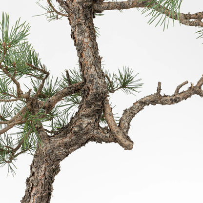 Detalle de ramas y corteza de pinus sylvestris