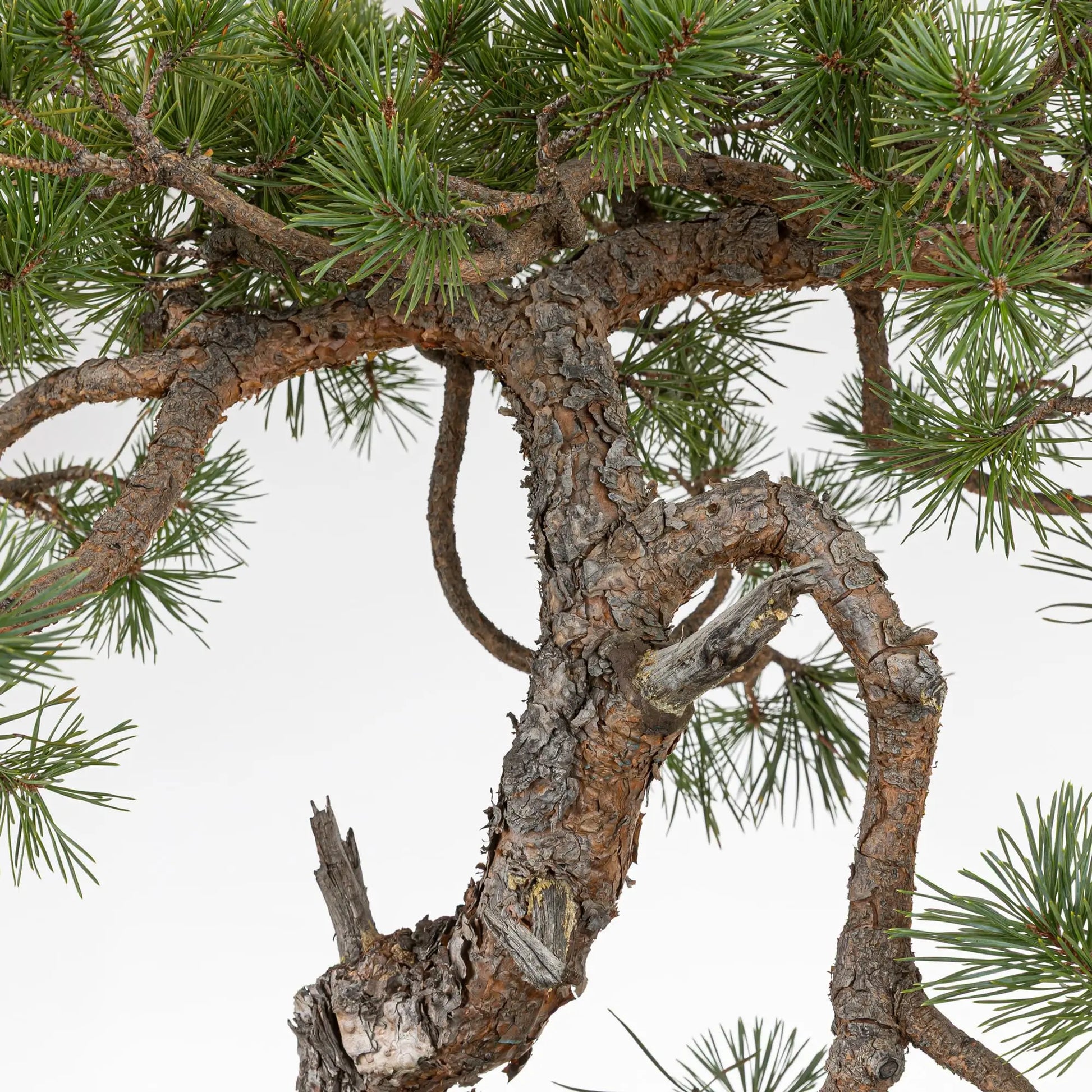 Detalle de rama principal de bonsai de pino silvestre.