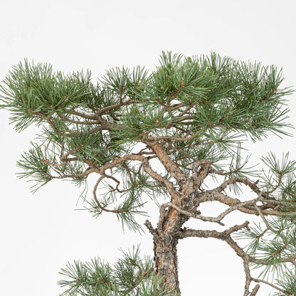 Detalle de ramas y aciculas de pino silvestre.