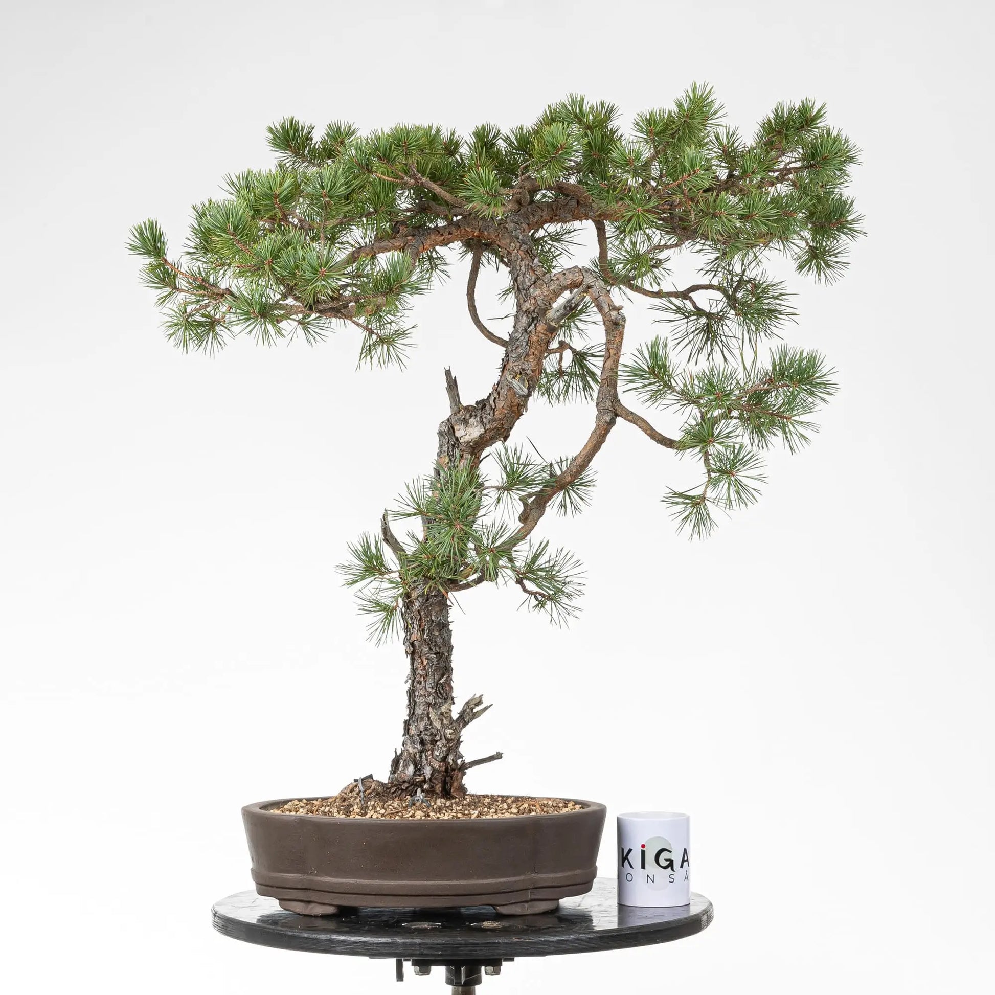 Comparativa de tamaño de bonsai de pino silvestre con una taza de la tienda de ikigai bonsai.