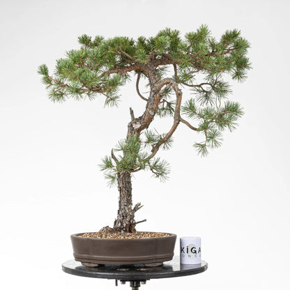 Comparativa de tamaño de bonsai de pino silvestre con una taza de la tienda de ikigai bonsai.