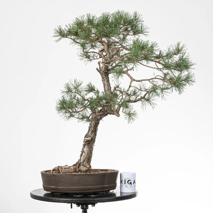 Comparativa de tamaño de un bonsai de pino sylvestris con una taza de café de la tienda de ikigai bonsai
