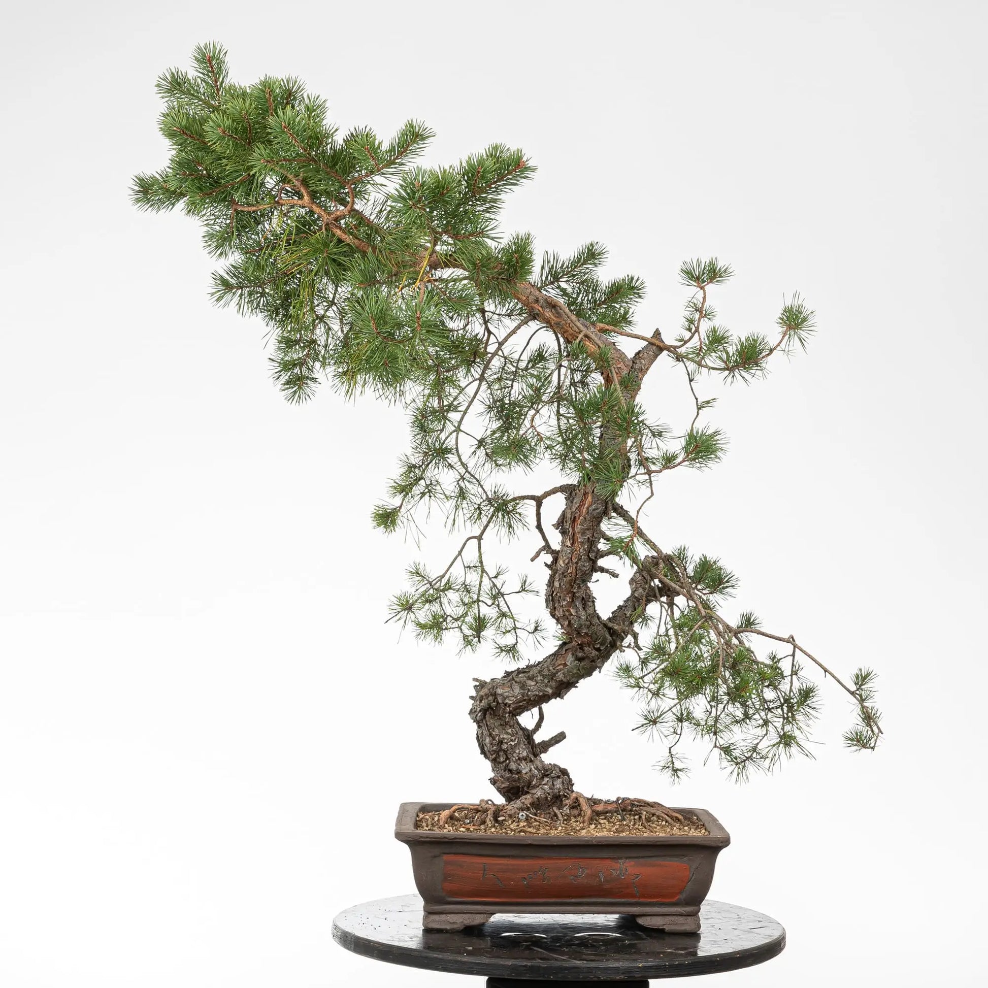 Bonsai yamadori de pino sylvestries en estilo bunjin y tamaño dai