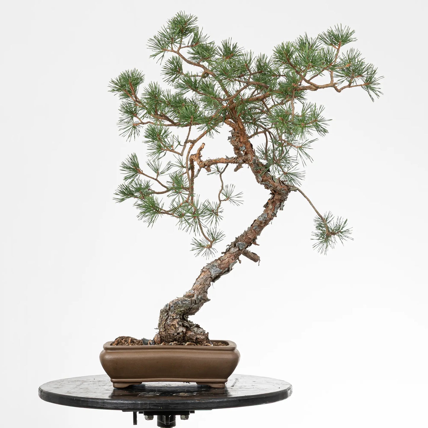 Bonsai yamadori de pinus sylvestris en estilo bunjin y tamaño dai