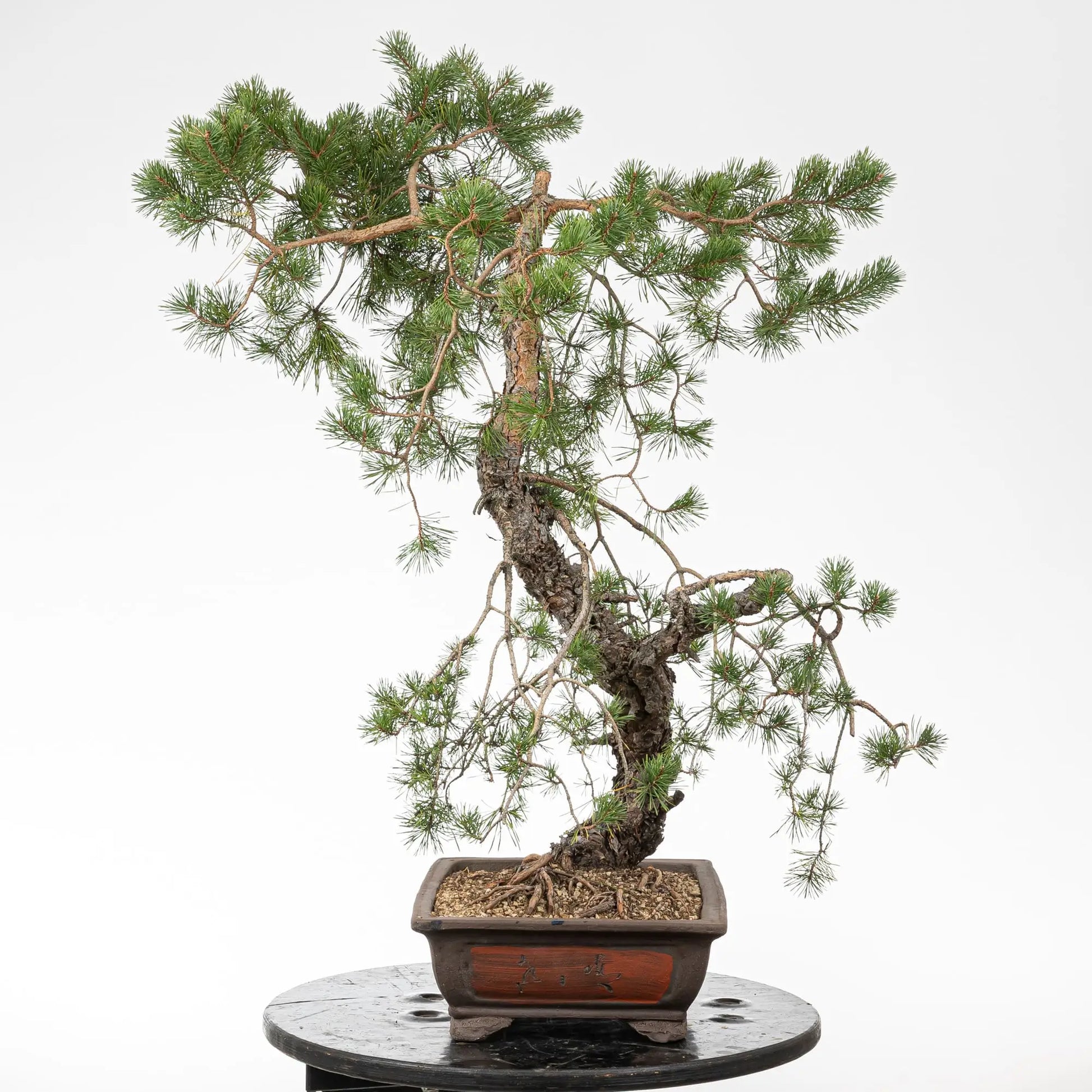 Bonsai yamadori cara derecha