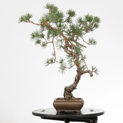 Cara izquierda de bonsai yamadori de pinus sylvestris