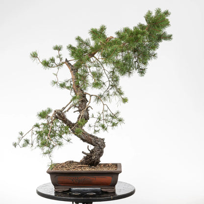bonsai yamadori cara trasera