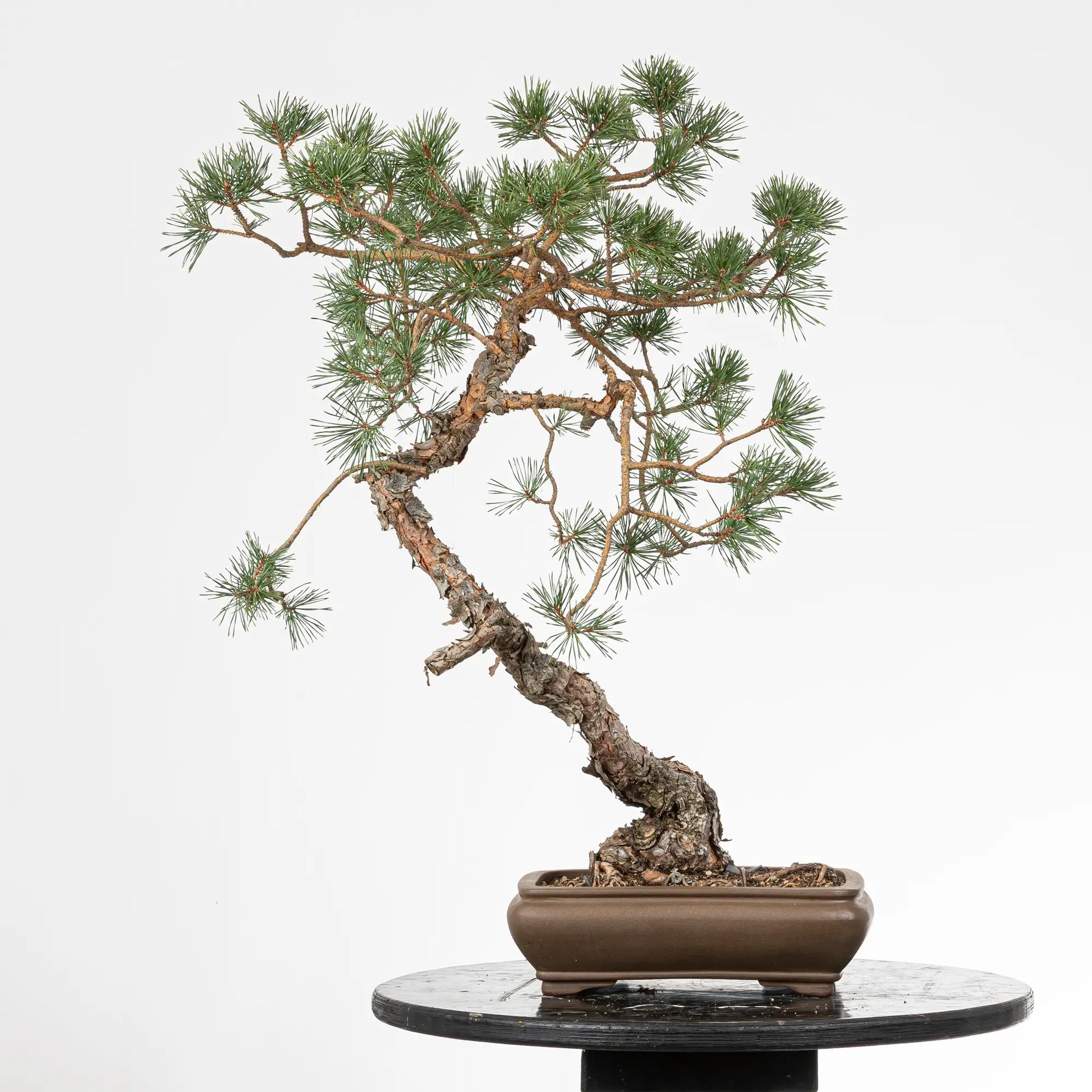 Cara trasera de bonsai yamadori de pinus sylvestris