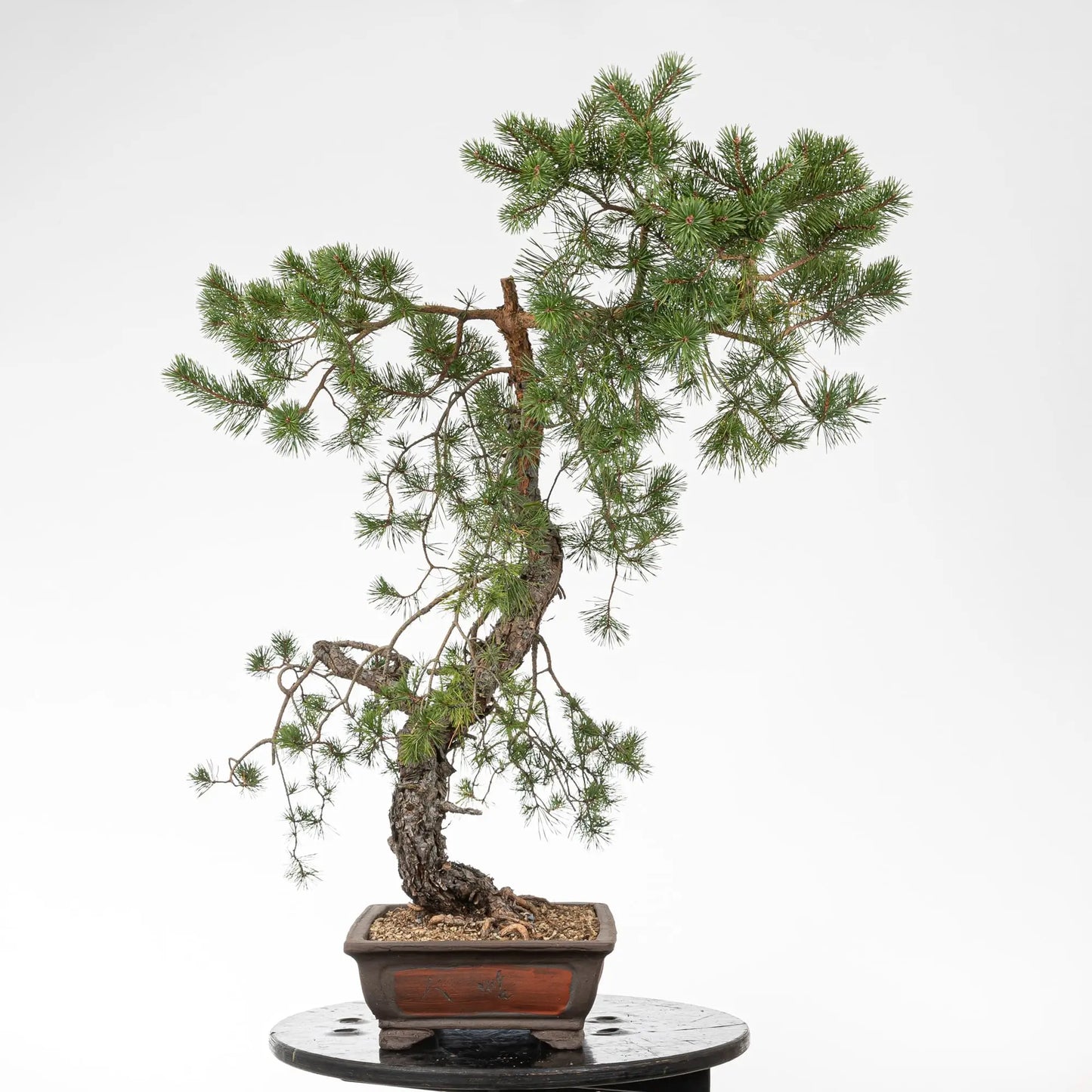 Cara izquierda de bonsai yamadori de pino silvestre