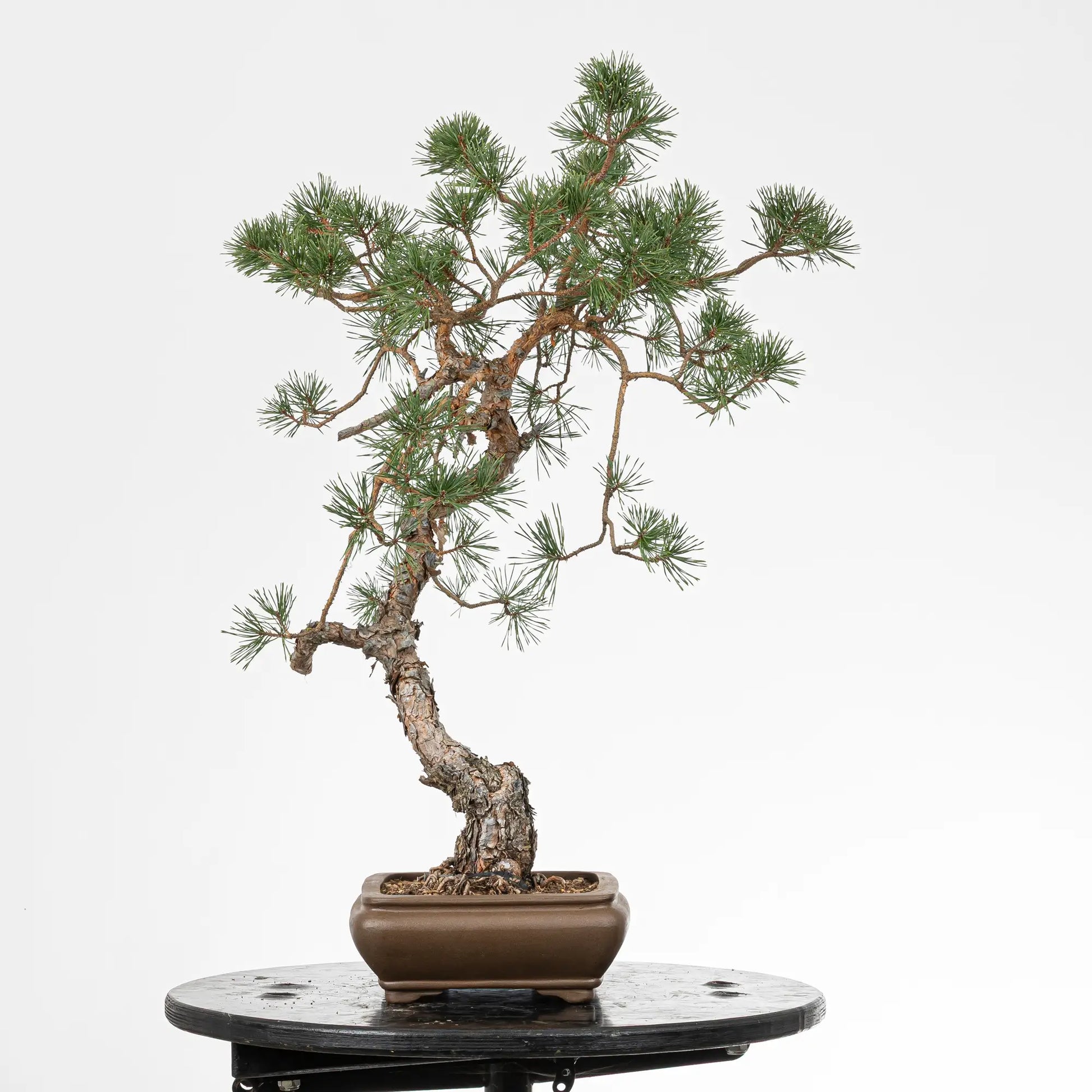 Cara izquierda de bonsai yamadori de pinus sylvestris