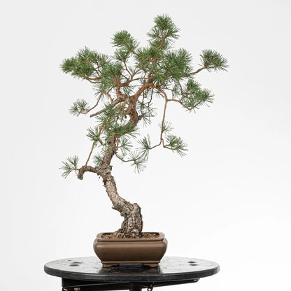 Cara izquierda de bonsai yamadori de pinus sylvestris
