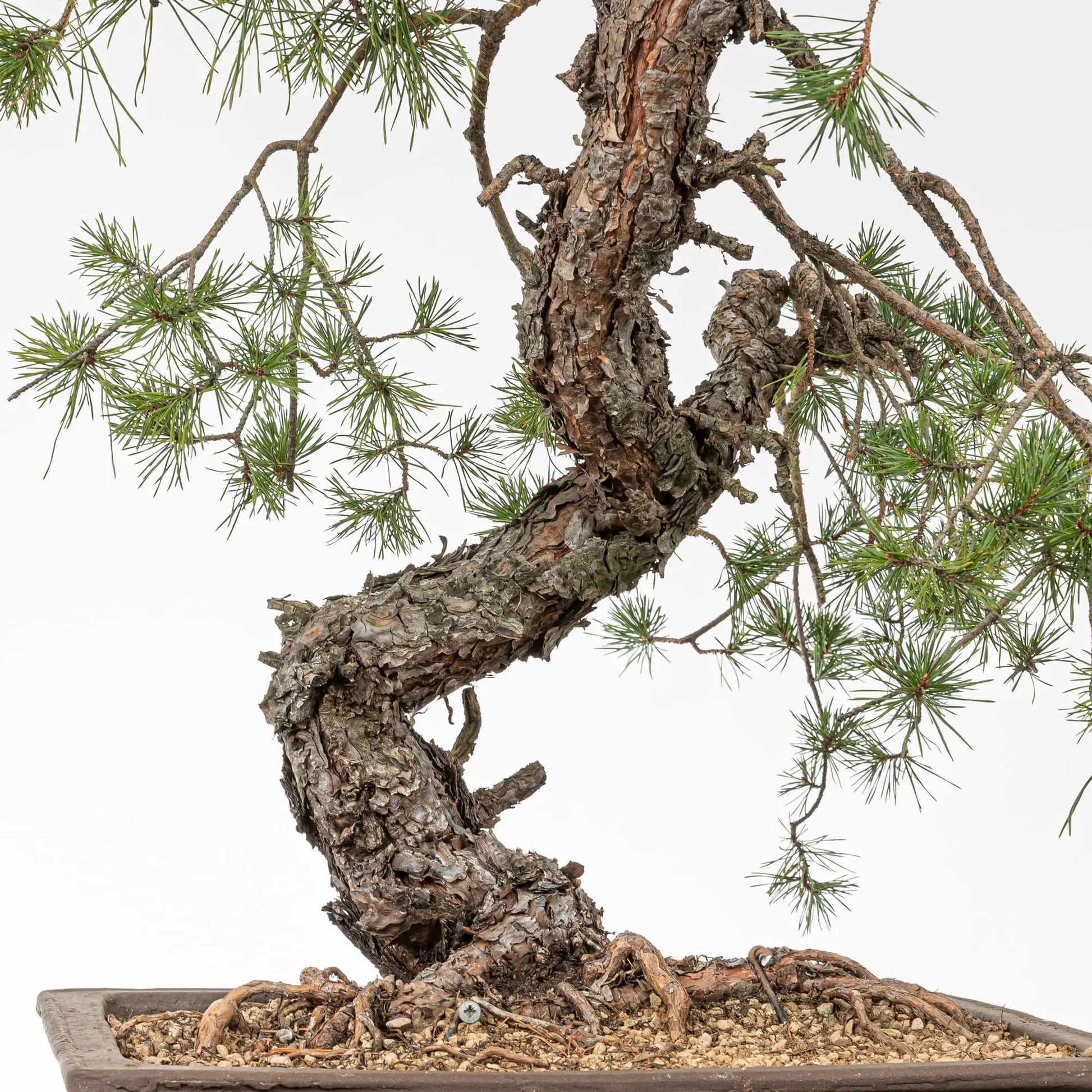 Detalle de tronco, corteza curavas, base y nebari de bonsai de pinus silvestris