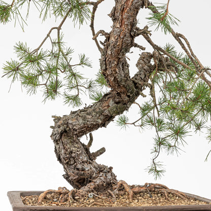 Detalle de tronco, corteza curavas, base y nebari de bonsai de pinus silvestris