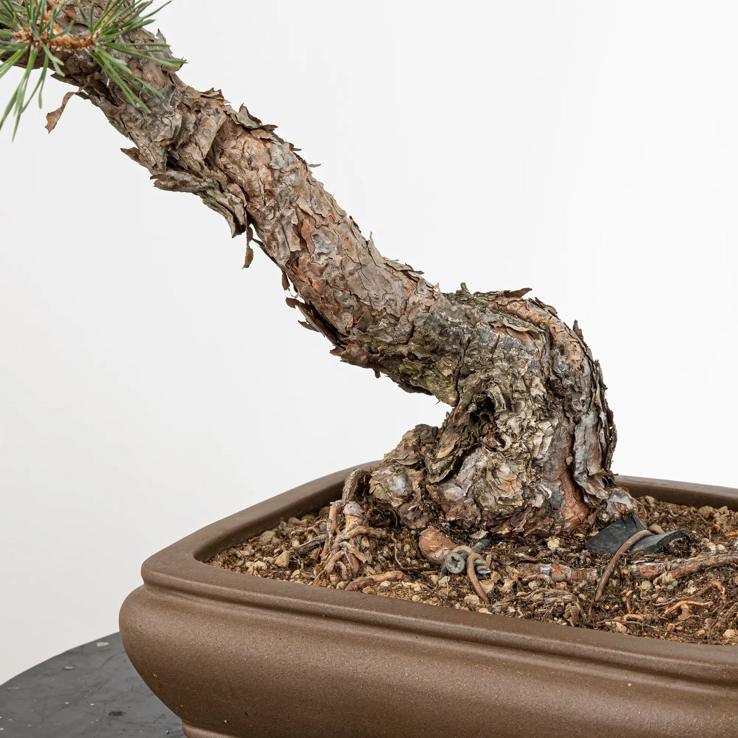 Detalle de nebari de pinus sylvestris bonsai