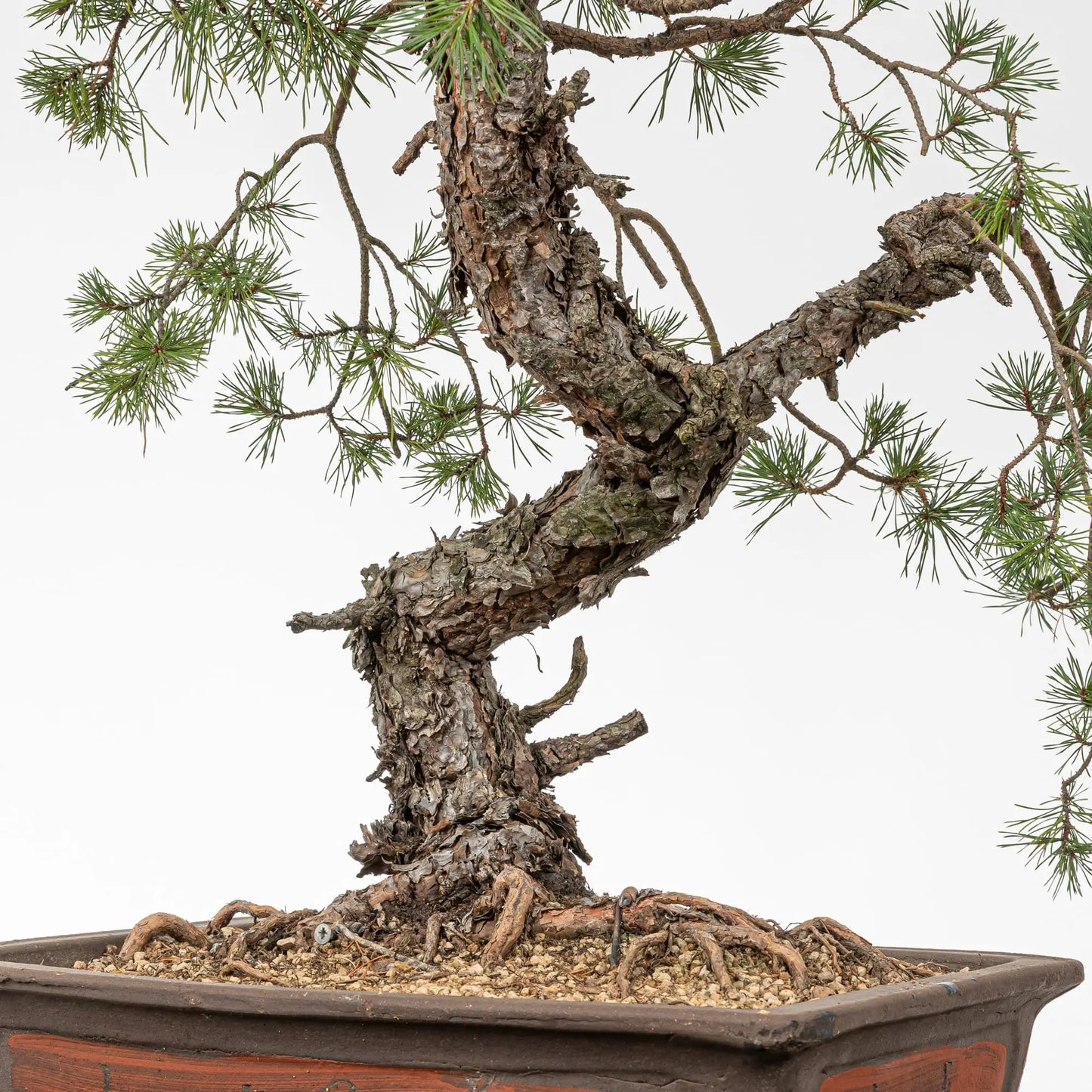 Detalle de nebari y curvas el tronco de bonsai de pino silvestre