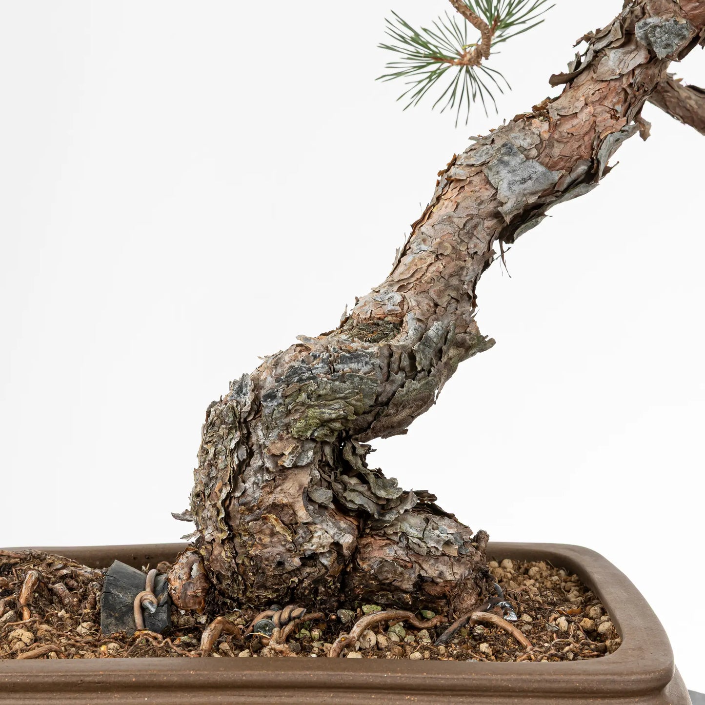 Detalle de nebari y tronco de bonsai yamadori de pinus sylvestris