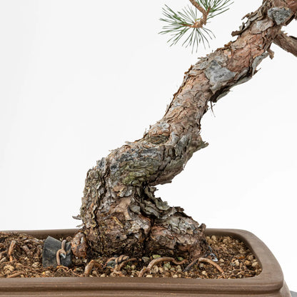 Detalle de nebari y tronco de bonsai yamadori de pinus sylvestris