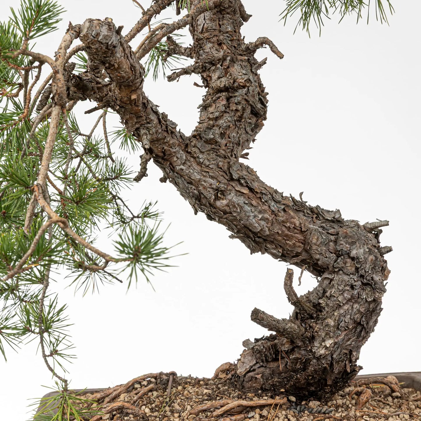 Detalle de curva y rama de bonsai de pino silvestre