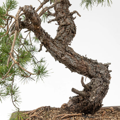 Detalle de curva y rama de bonsai de pino silvestre