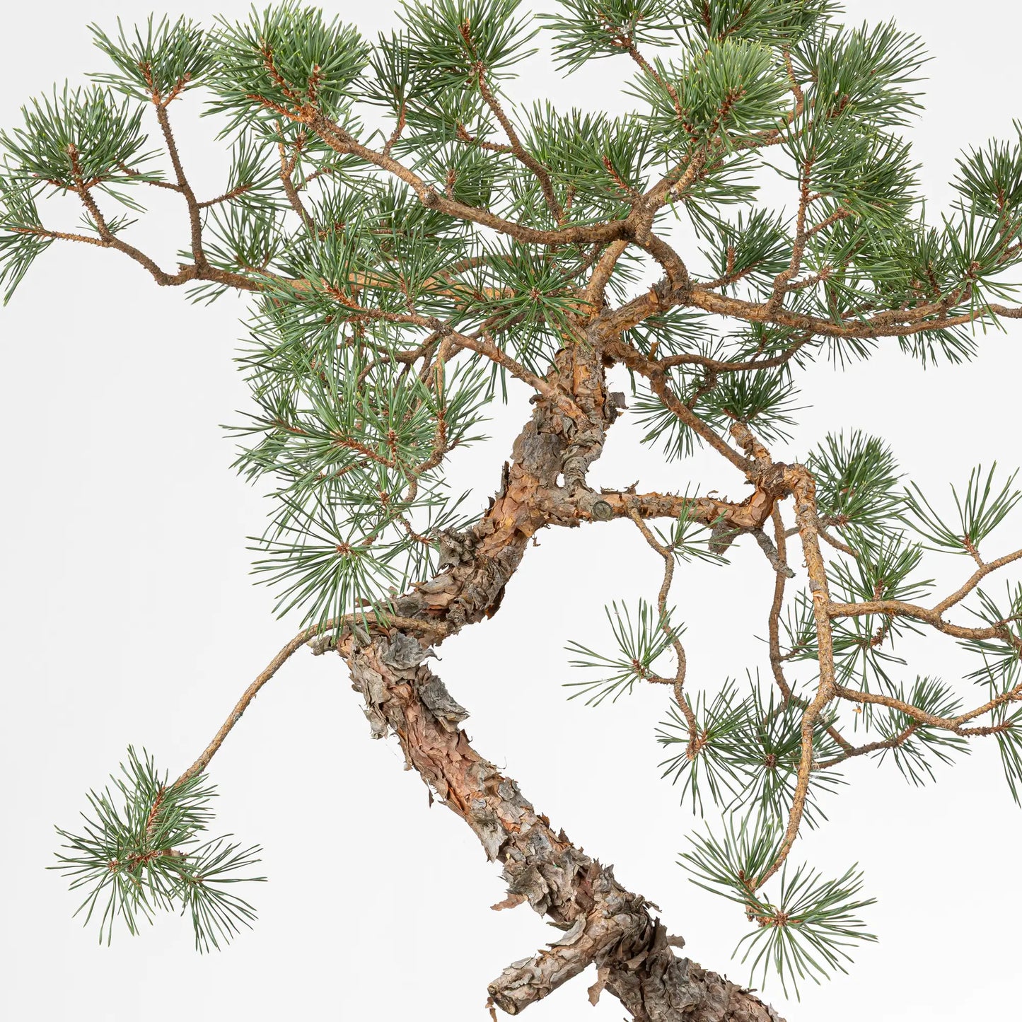 Detalle de ramas de pino silvestris