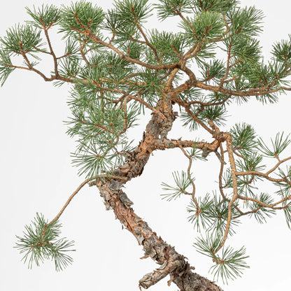 Detalle de ramas de pino silvestris