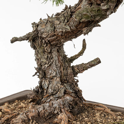 Detalle de tronco, corteza y nebari de bonsai de pino silvestre