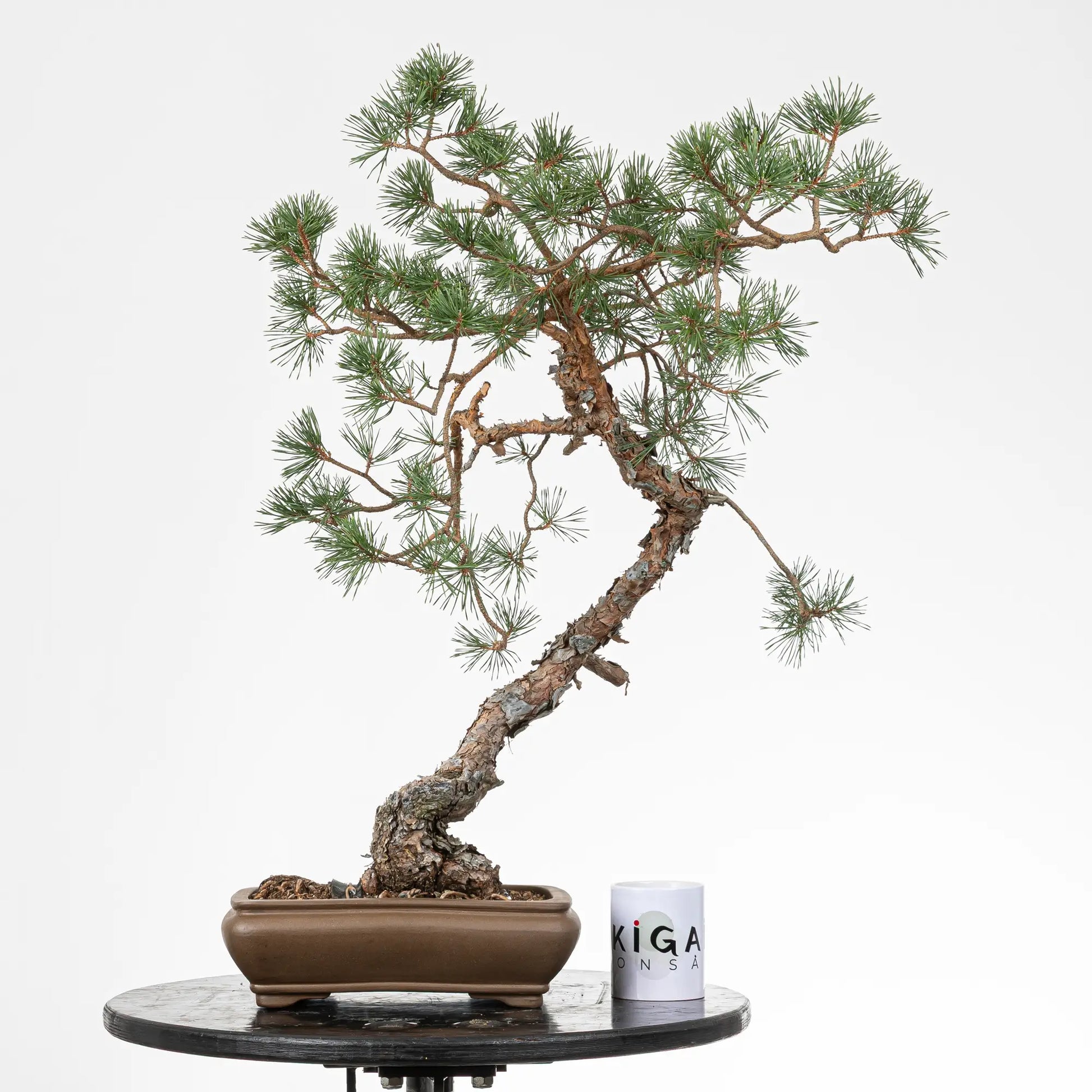 Comparativa de tamaño de un bonsai de pinus sylvestris con una taza de café de la tienda ikigai bonsai.