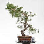 Comparativa de tamaño de bonsai de pino silvestre con una taza de café  de la tienda de ikigai bonsai.