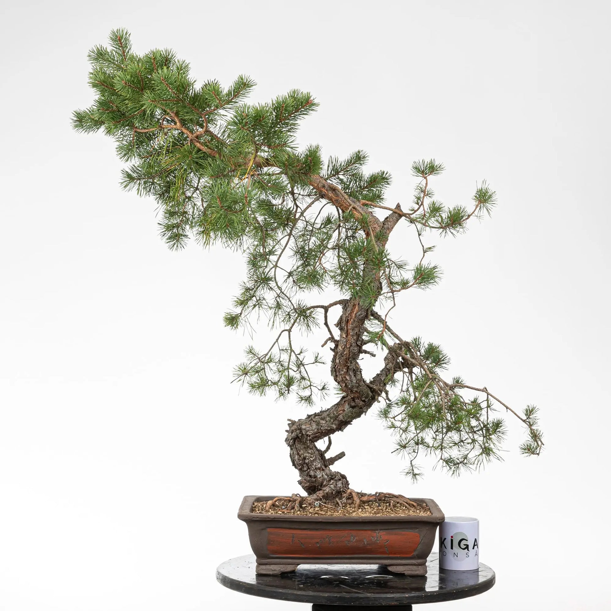 Comparativa de tamaño de bonsai de pino silvestre con una taza de café  de la tienda de ikigai bonsai.