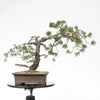 PINUS SYLVESTRIS