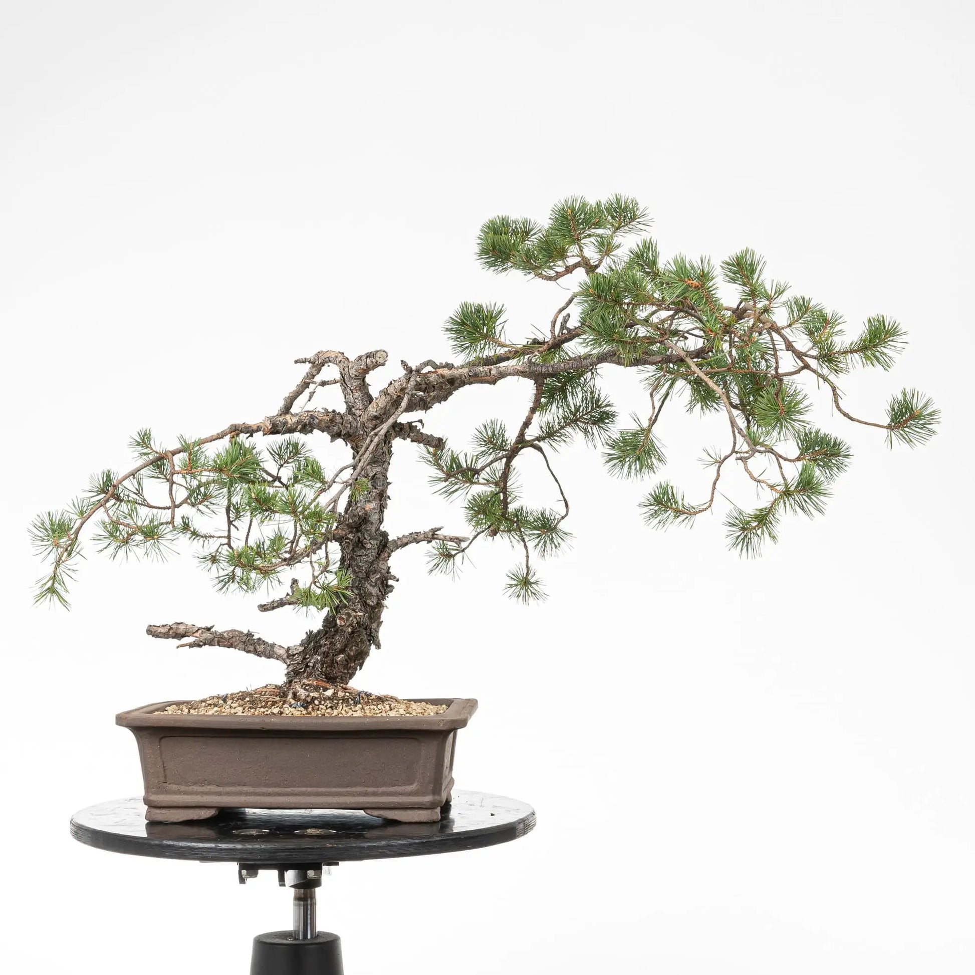 Bonsai yamadori de pino silvestr en estilo moyogi y tamaño dai
