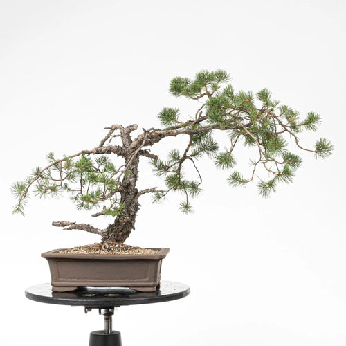 Bonsai yamadori de pino silvestr en estilo moyogi y tamaño dai